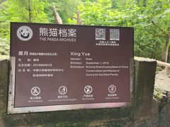 -都江堰中华大熊猫苑