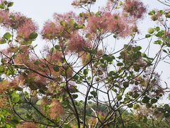 -白水寺森林公园