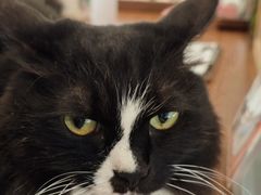 -有猫主题·治愈系猫咖(曾厝垵店)