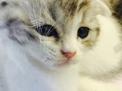 -喵的天空名猫咖啡馆·撸猫·猫舍·用品
