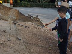 -清迈夜间动物园