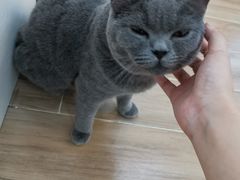 -李小姐の猫咖啡馆(五角场店)