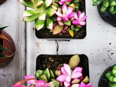 -秦美花卉(天朗·莱茵小城2期店)