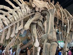 -自贡恐龙博物馆