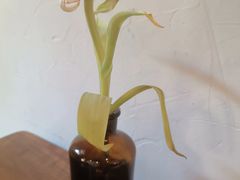 -竹子咖啡bamboo coffee