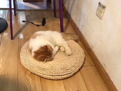 -Cappucimeow猫咪咖啡馆(韦伯时代店)