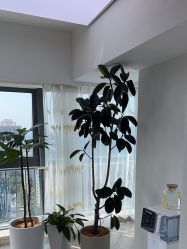 -HEYAN荷妍专业脱毛连锁机构