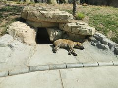 -北京野生动物园