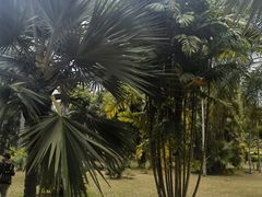 -中国科学院西双版纳热带植物园