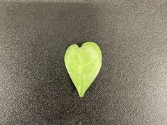 -Wagas沃歌斯(汇智店)