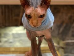 -猫色咖啡·猫咖