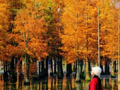 -白鹭湾湿地公园