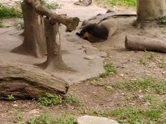 -都江堰中华大熊猫苑