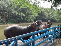 -广州长隆飞鸟乐园
