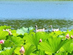-莲花池公园