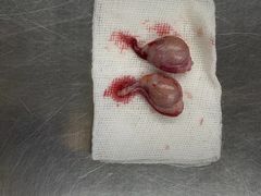 -瑞派动物医院·猫专科·至诚(江南中分院)