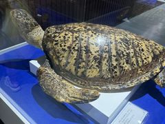 -贝壳王国博物馆