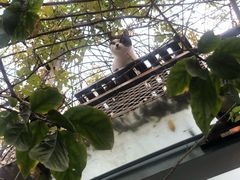 -喵屿·大理花园猫咖