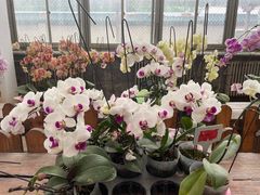 -石家庄市植物园