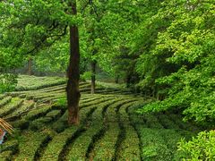 -野蔓果·山野菜(西湖景区·龙井茶田店)