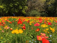 -上海共青森林公园