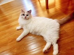 -滚猫咖啡·猫咖·猫友好撸猫(未来城店)