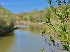 -吴淞炮台湾湿地森林公园烧烤区