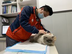 -伟伟宠物医院·瑞派猫友好医院·猫科(光谷店)