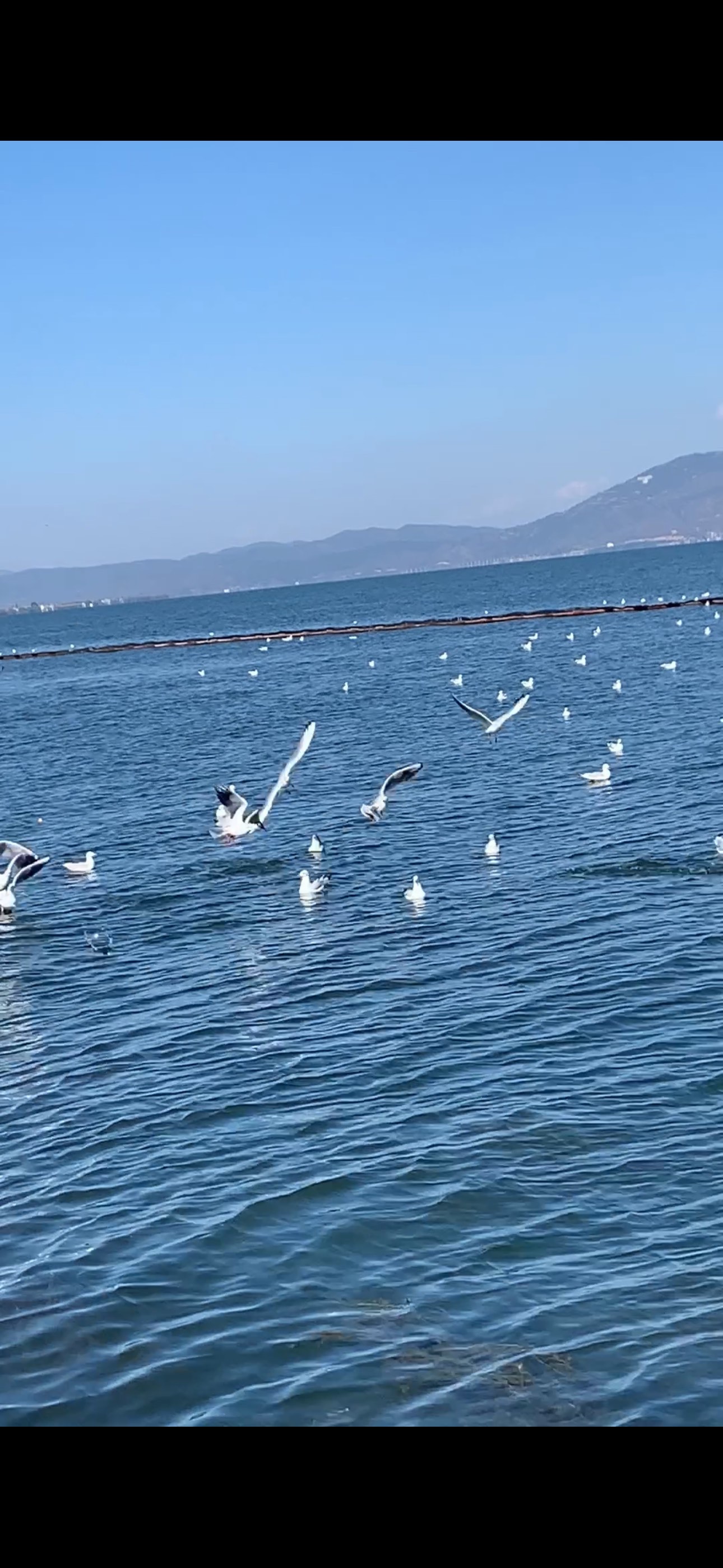 带你去看海鸥