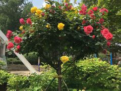 -洛阳市牡丹公园