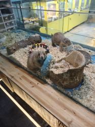 -神奇动物撸宠馆·羊驼·小浣熊·异宠(豫园店)