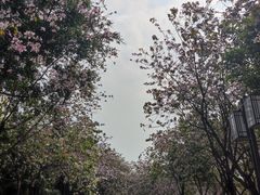 -顺峰山公园