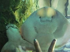 -悉尼海洋生物水族馆