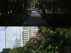 -陆家嘴中心绿地