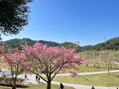 -风云岭森林公园