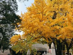 -红螺寺