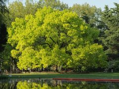 -上海共青森林公园