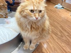 -MOCHA明星猫咖(田子坊店)