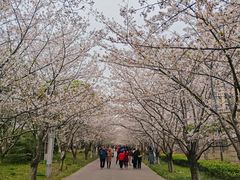 -高东镇樱花园