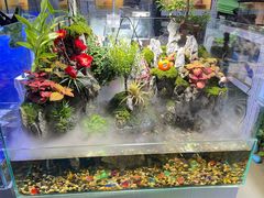 -朝来春花卉市场