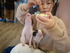 -浣熊柯尔鸭土拨鼠·电玩咖