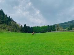 -武陵山森林公园