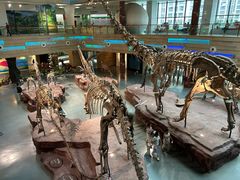 -安徽省地质博物馆