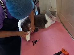-北京观赏动物医院·24小时大型综合·猫专科·异宠专科