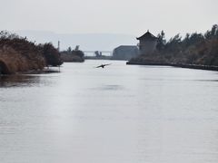 -漩门湾国家湿地公园