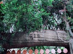-西双版纳原始森林公园