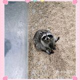 夏日里来生灵奇境观看小动物