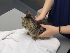 -爱侣宠医·鹦鹉专科·小型哺乳类·异宠专科(灵石路店)