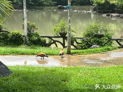 -呀诺达热带雨林