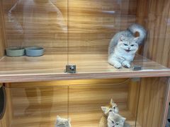 -猫十亿·布偶金渐层·曼基康矮脚猫舍(青年路店)